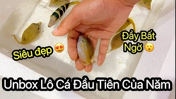 Cùng Rin "Unbox" Thùng Cá Cảnh Biển Đầu Tiên Của Năm Nhé | Rin Aquarium | Khám Phá Sinh Vật Biển