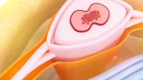 Giải phẫu chi tiết cấu tạo cột sống qua hình ảnh 3D sắc nét