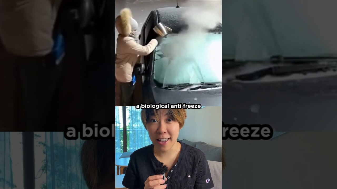 This Frog Freezes Solid… And Comes Back to Life