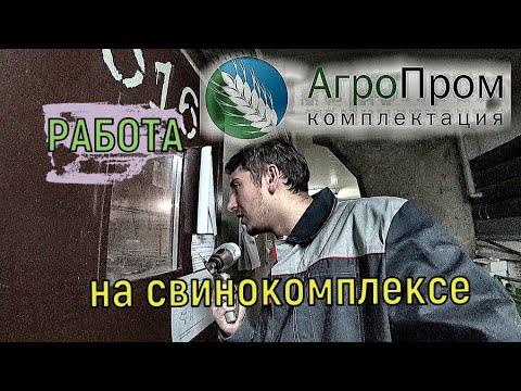 Работа В АгроПром комплектации Свинокомплексе "Оператор"Репортаж Свиноферма Какие условия Курская об