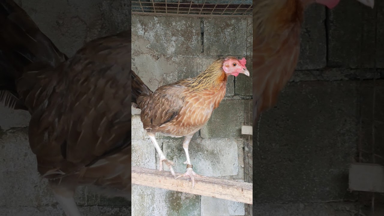 GOLDEN MONKEY SWEATER personal materyals🙊🙉