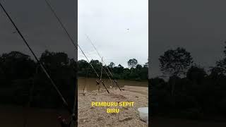 Download Lagu Mancing udang galah di air keruh MP3 Download Lagu Mancing udang galah di air keruh MP3