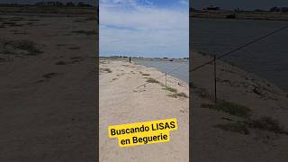 LISAS , en el Salado ,  Beguerie ,cerca del puente El Silencio con @llpesca