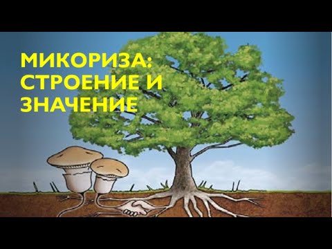 24.  Микориза: строение и значение