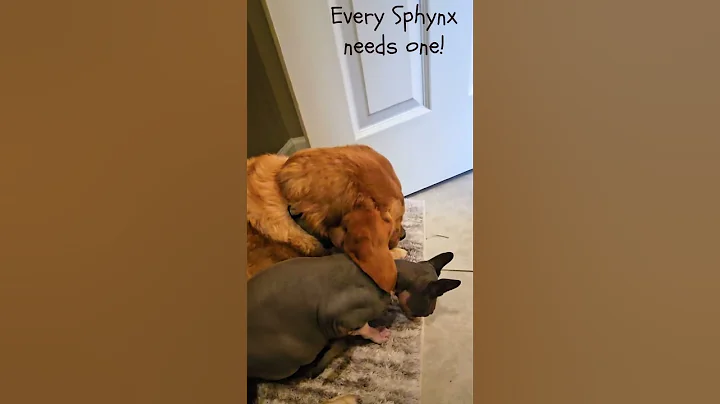 Watch the video about * sPhYnX * Ear Blankie! #sphynx #dog #dogs #labrador