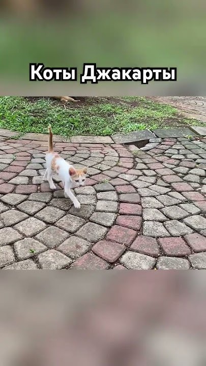Необычные коты 🐈 #джакарта #summer #обзор #котики #путешествия - YouTube