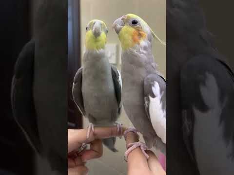 كوكتيل يغرد