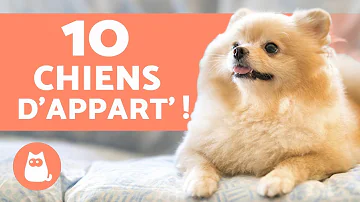 Quel chien calme pour appartement ?