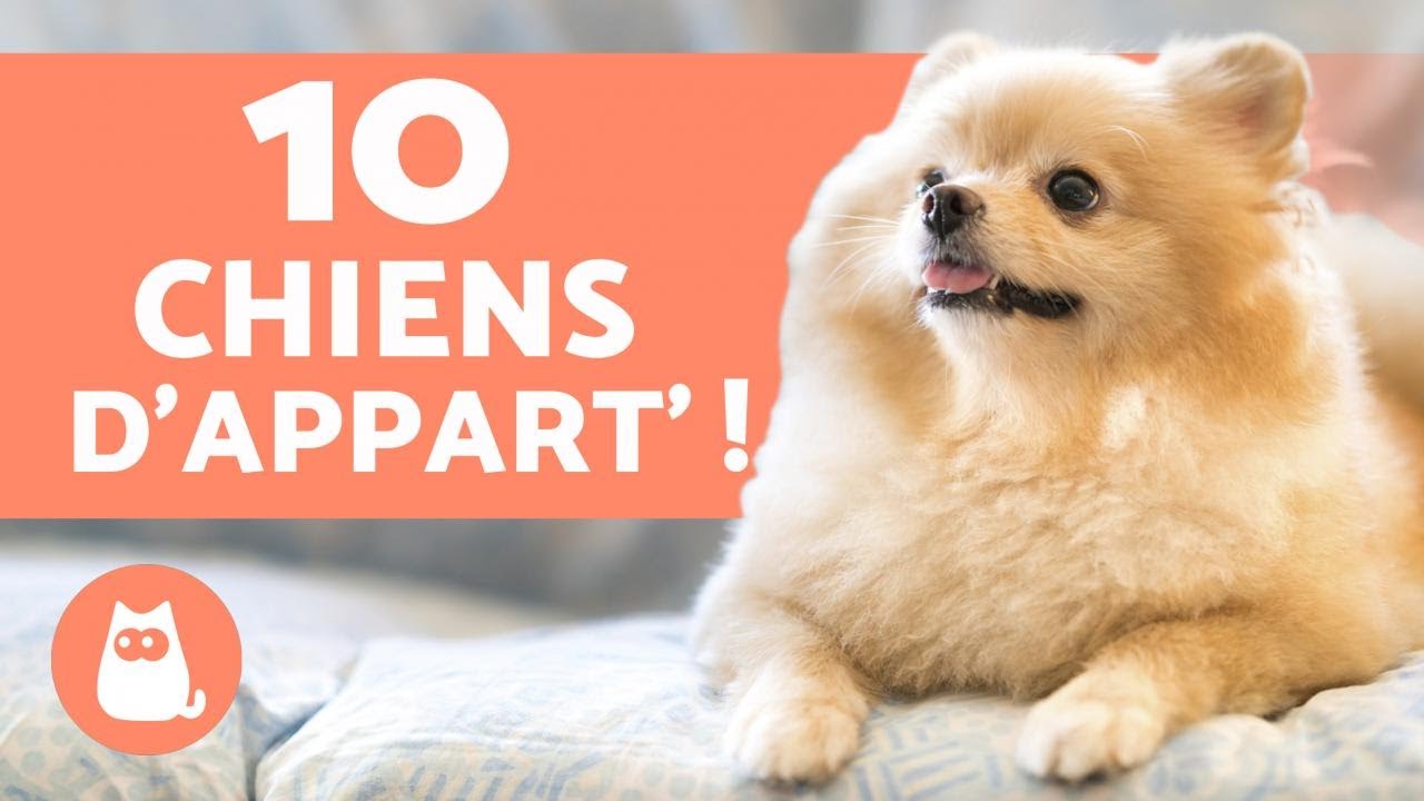 10 Races De Chiens Dappartement Les Meilleurs