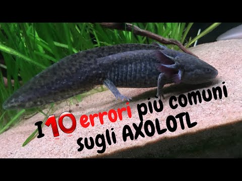 Video: Perché il mio axolotl non mangia?