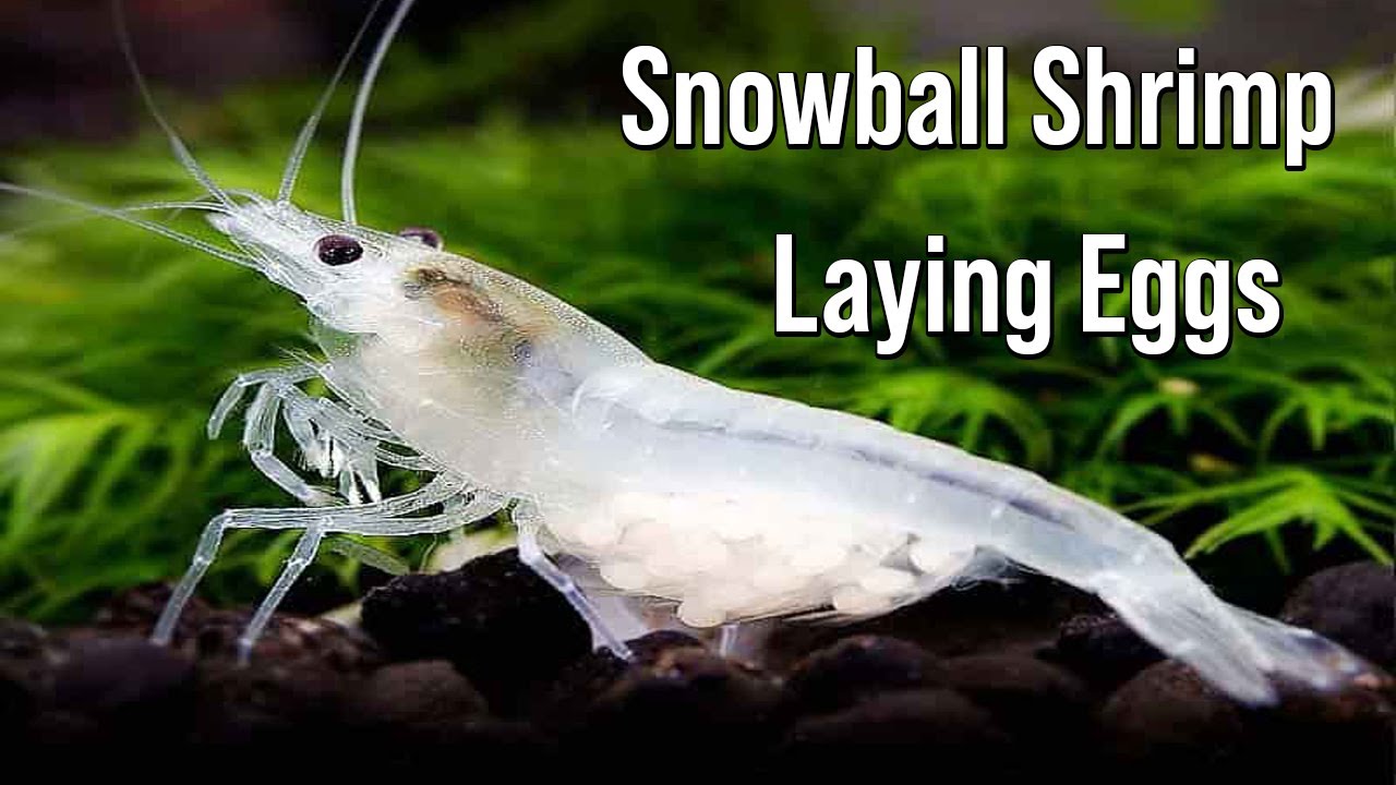Snowball Shrimp Laying Eggs 