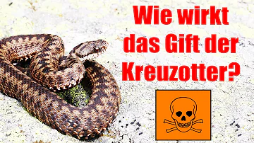 Wie schnell wirkt das Gift der Kreuzotter?