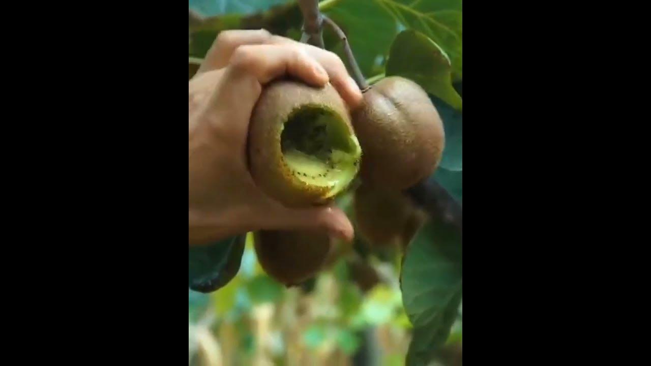 kiwi kis kis ka favorite fruit h mygarden ytshorts short satisfying