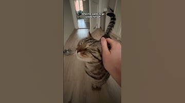 Private Cat Elevator, Fit For A King 👑 | The Dodo