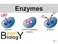 Enzymes and Chemical Reactions