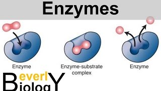 Enzymes and Catalysts