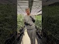 HPS vs LED