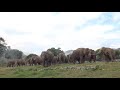 Releasing 54 Elephants From The Chain  - ElephantNews