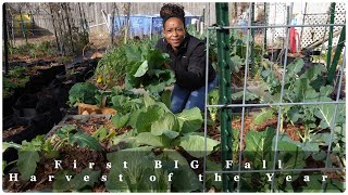 First Big Fall Urban Garden Harvest