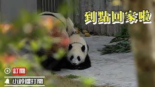 《熊貓早晚安》委屈巴巴的熊貓寶寶被媽媽強行拖回家 | iPanda熊貓頻道