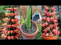 How to feed dragon fruit plants / when do i feed dragon fruit