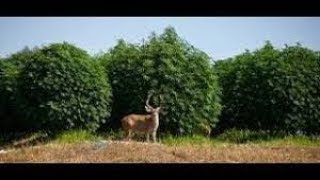 JULY 1ST BIG CHEMDAWG  PLANTS IN THE BIG BOX'S OREGON LEGAL Garden OMMP