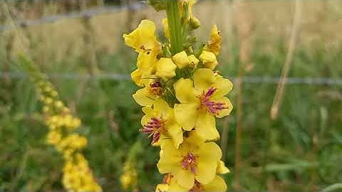 Dark Mullein