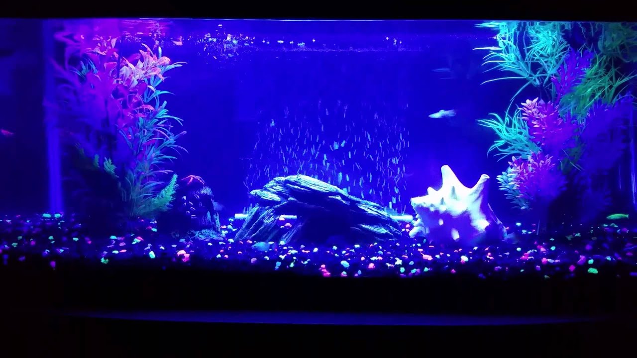 20 Gallon Long Aquarium Update, Bubble Wall!!! - YouTube
