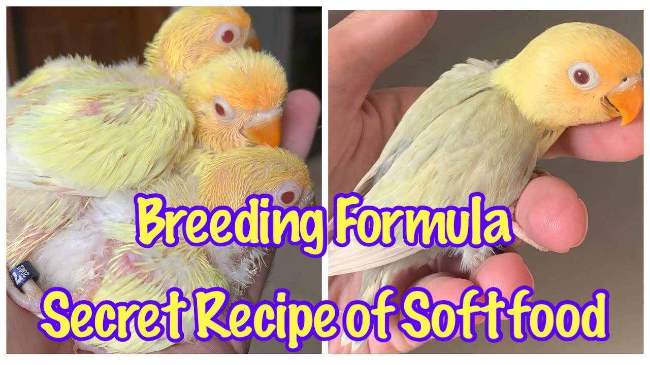 Breeding Formula || Secret Recipe of Softfood