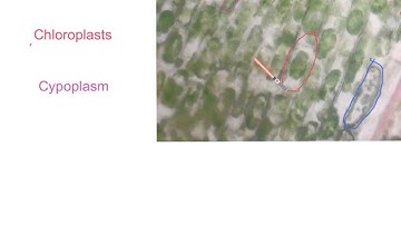 The Explanation of Elodea cells