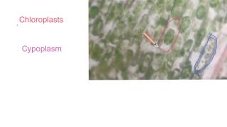 The Explanation of Elodea cells