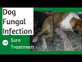 dog fungal skin infection treatment / dog skin diseases and treatment