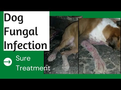 वीडियो: कुत्तों में त्वचा का फंगल संक्रमण (Malassezia Pachydermatis)