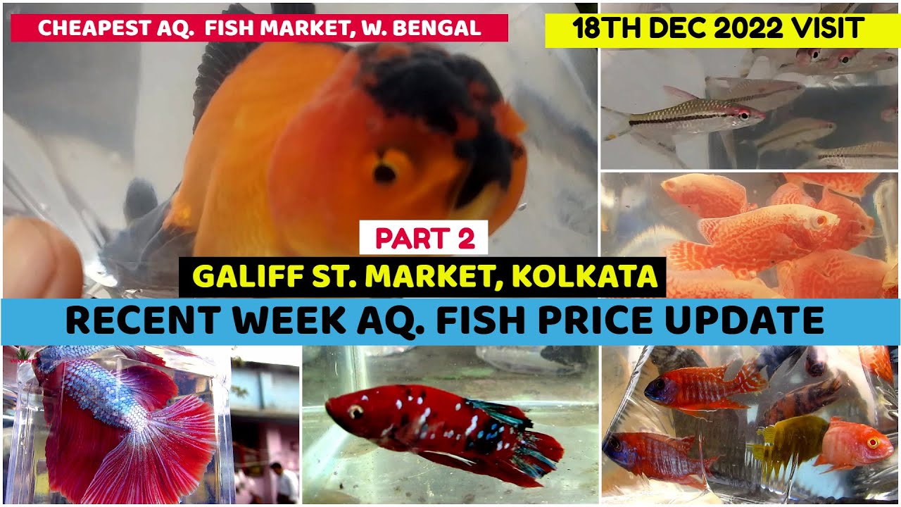 Aquarium Fish Price Update Galiff Street Cheapest Aquarium Fish