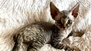 Devon Rex Kitten (Priscilla) by Yoko Kat 543 views 1 year ago 31 seconds