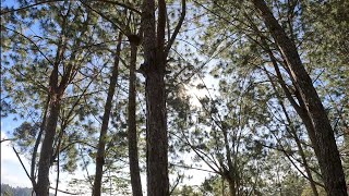 TABAK PINE ECO-PARK @SITIO TABAK CARMEN BAGUIO DISTRICT DAVAO CITY PHILIPPINES / CINEMATIC