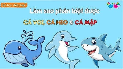 Làm sao để phân biệt Cá Voi, Cá Heo và Cá Mập #behocdieuhay