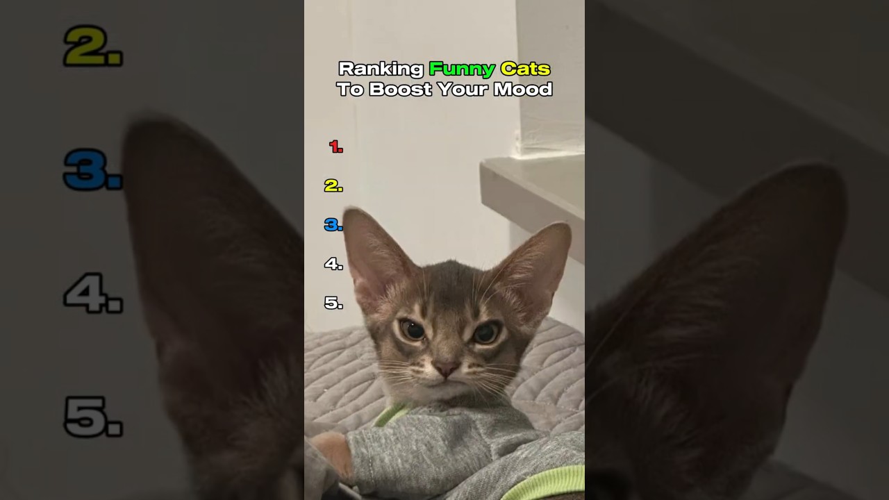 Ranking Funny Cats to Boost Your Mood