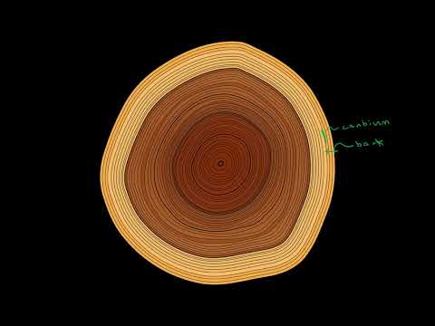 Let&rsquo;s Talk About Trees - Tree Growth, Biology, and Wood as a Material