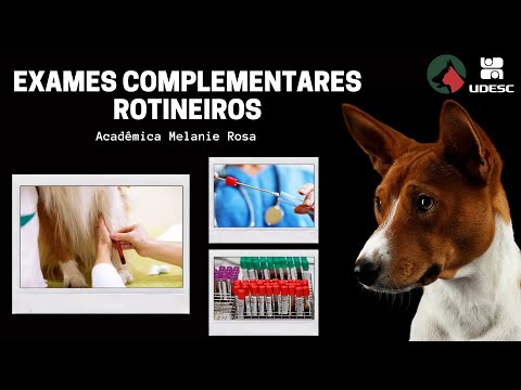 Vídeo: Grãos Livres São Realmente A Resposta? - Veterinário Diário