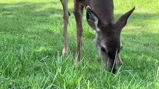 Deer Family 🦌 Chimes of Deer Freedom by soarornor 189 views 1 month ago 5 minutes, 8 seconds