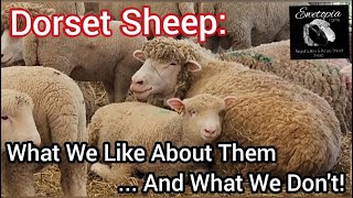 Dorset Sheep: What We Like About Them ... And What We Don't! |May 2022
