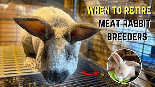 How To Decide When It’s Time to Retire Your Meat Rabbit Breeders
