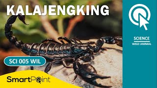 FAKTA MENARIK KALAJENGKING (SmartPoint SCI 005 WIL)