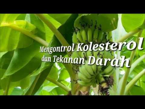 Sekilas Info 5 Manfaat Jus Batang Pohon Pisang Bagi Kesehatan Youtube Sekilas Info 5 Manfaat Jus Batang Pohon Pisang Bagi Kesehatan Youtube