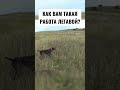 Grouse Hunting With Pointing Dog Pointingdog Huntingdog Grouse Hunting With Pointing Dog Pointingdog Huntingdog