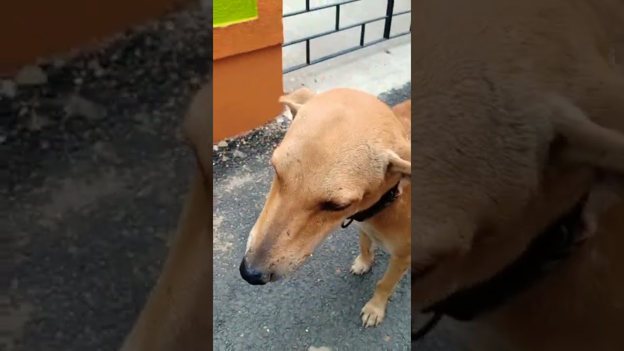 Homeless dog looks like a gorgeous Rhodesian ridgeback! He is so lonely! Still he shows me such love