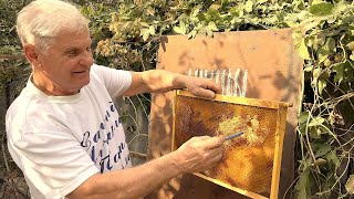 видео: ИНТЕРЕСНЫЙ СЕКРЕТ ПРИ ПОДГОТОВКЕ ПЧЁЛ К ЗИМОВКЕ картинка: ИНТЕРЕСНЫЙ СЕКРЕТ ПРИ ПОДГОТОВКЕ ПЧЁЛ К ЗИМОВКЕ