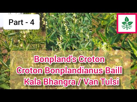 Bonpland's Croton / Croton Bonplandianus Baill / Kala Bhangra / Van Tulsi / Herbal Plant