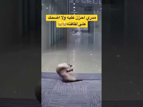 الباب غلق على رقبة القط Shorts